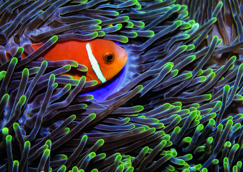 Maldives anemone fish – stands out against the purple which is an unusual colour
