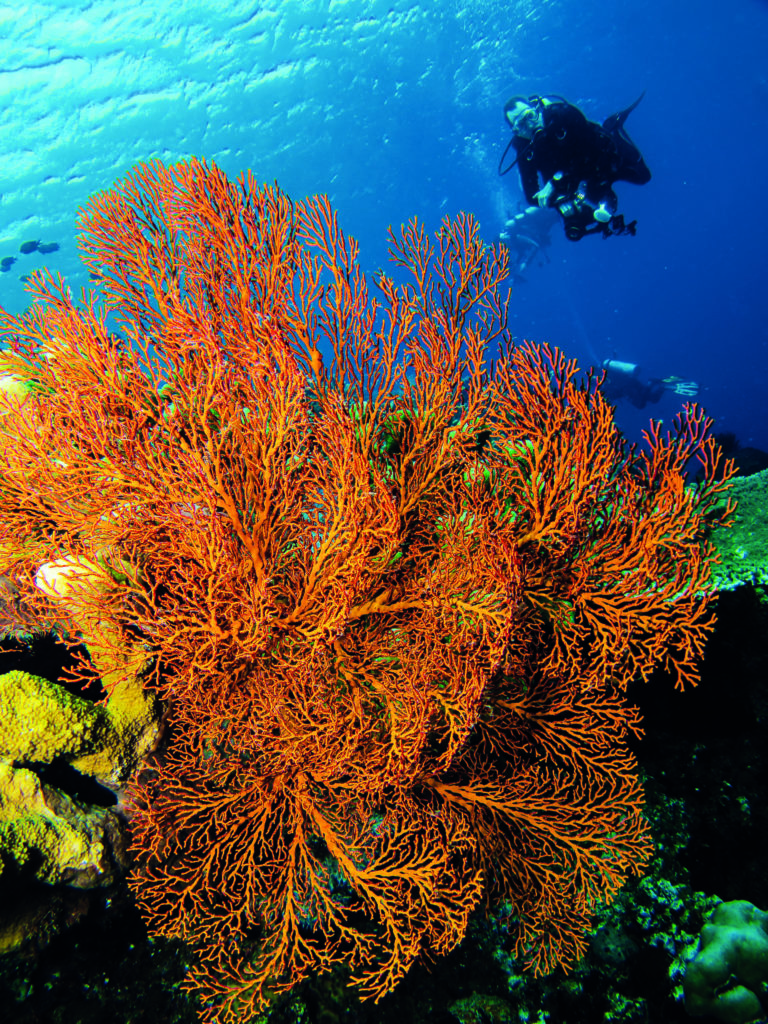 Orange fan corals against an Egyptian blue