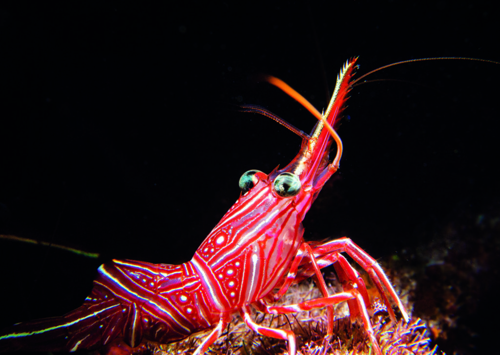 Dancing shrimp – red catches the eye