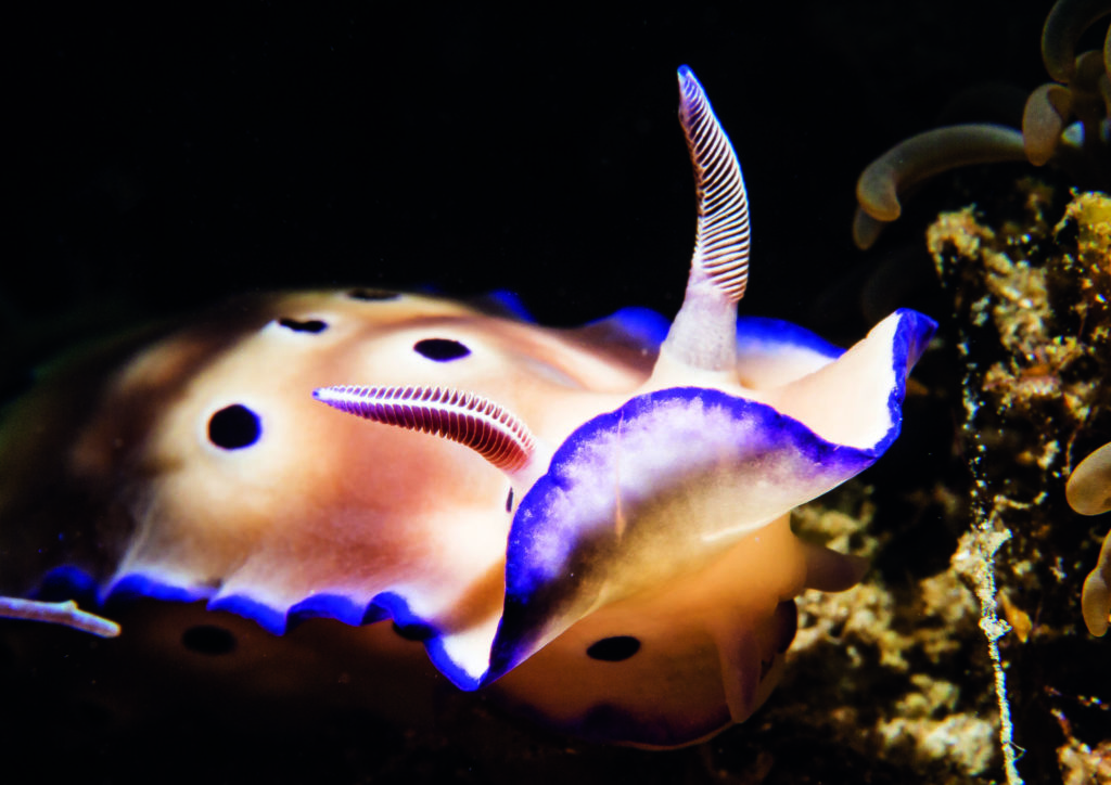 Nudibranch – colourful creatures