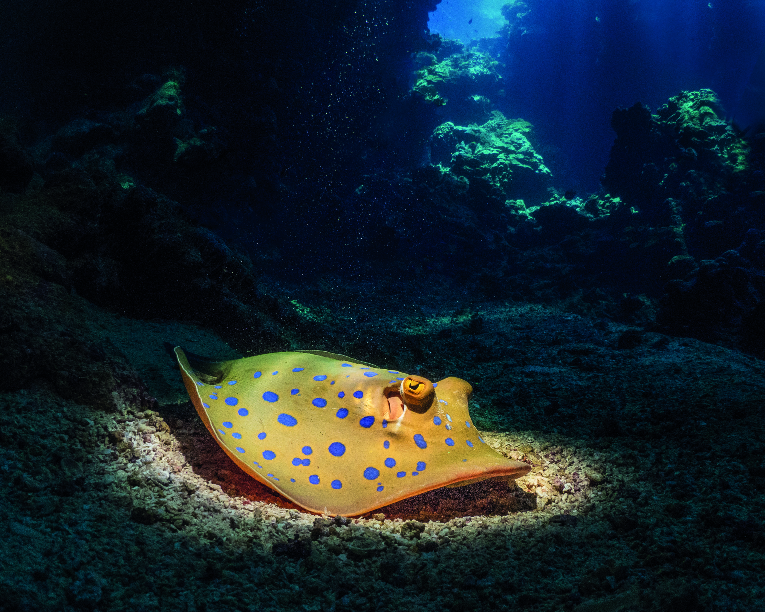 A blue spotted stingray inside the cave system of Sha’ab Claudia in the Southern red Sea. The general exposure is set on the background where the opening of the cave gives a sense of depth. By using a snoot on my strobe I concentrate the light on the stingray.