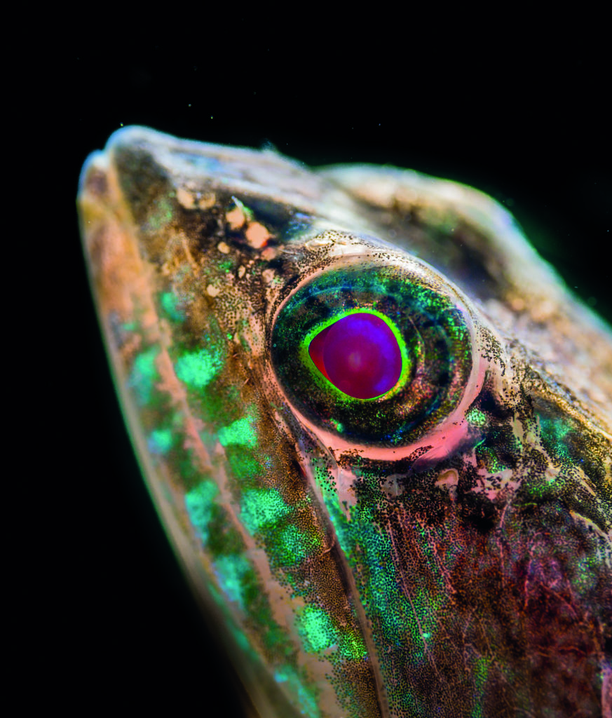 Even common subjects can be transformed with creative lighting as with this Lizard Fish