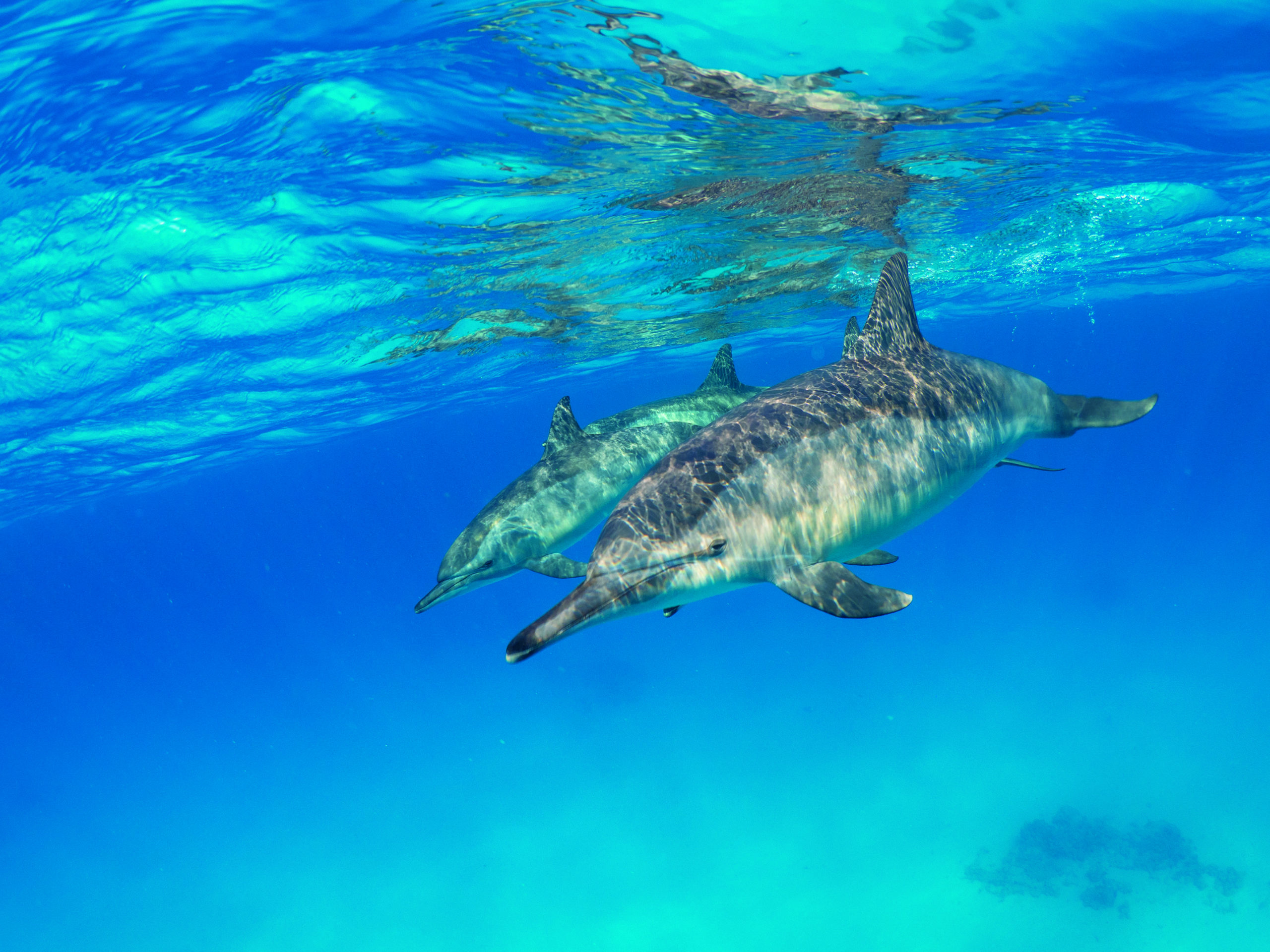 The Famous 5 Underwater Subjects 4 Everyone loves dolphins