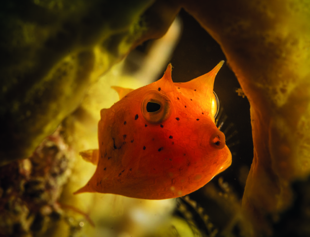 Framing and Lighting is important in Underwater Macro Photography