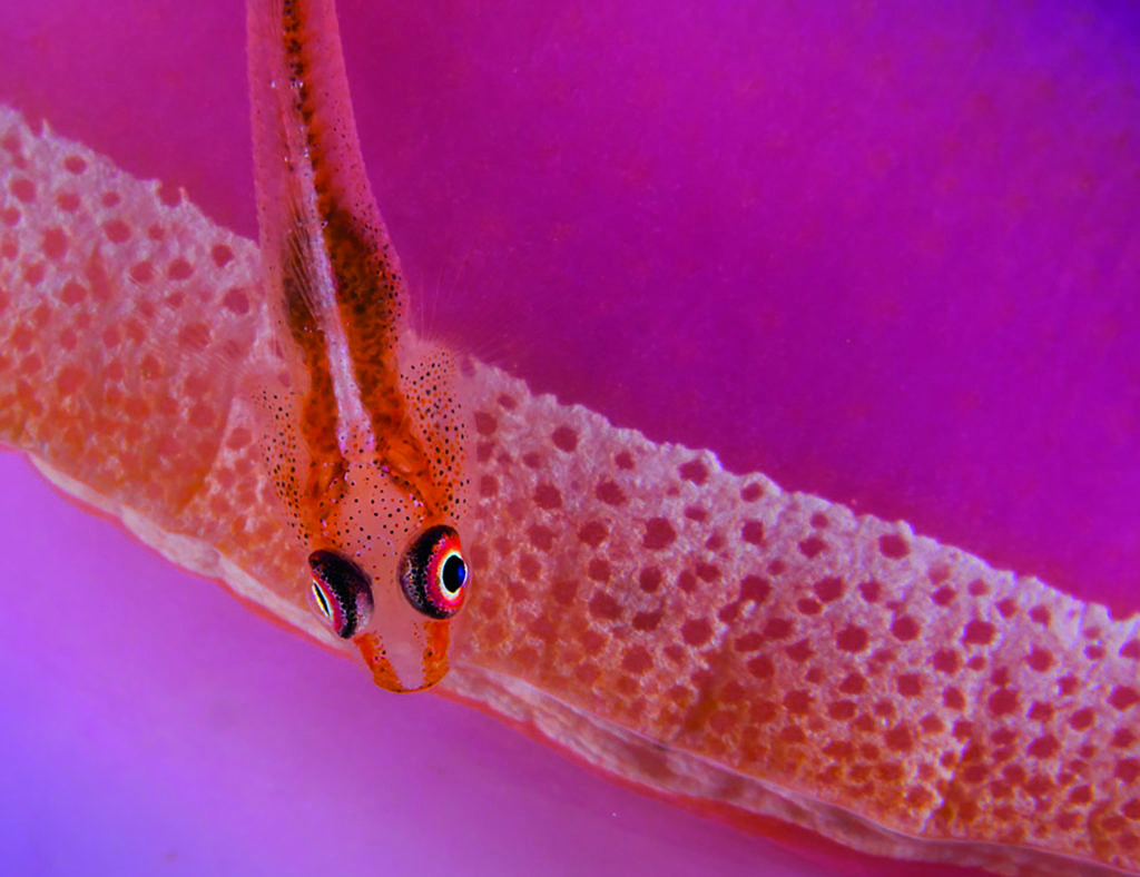 Goby On A Nudibranch