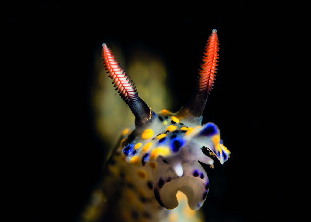 Head On Nudibranch #4