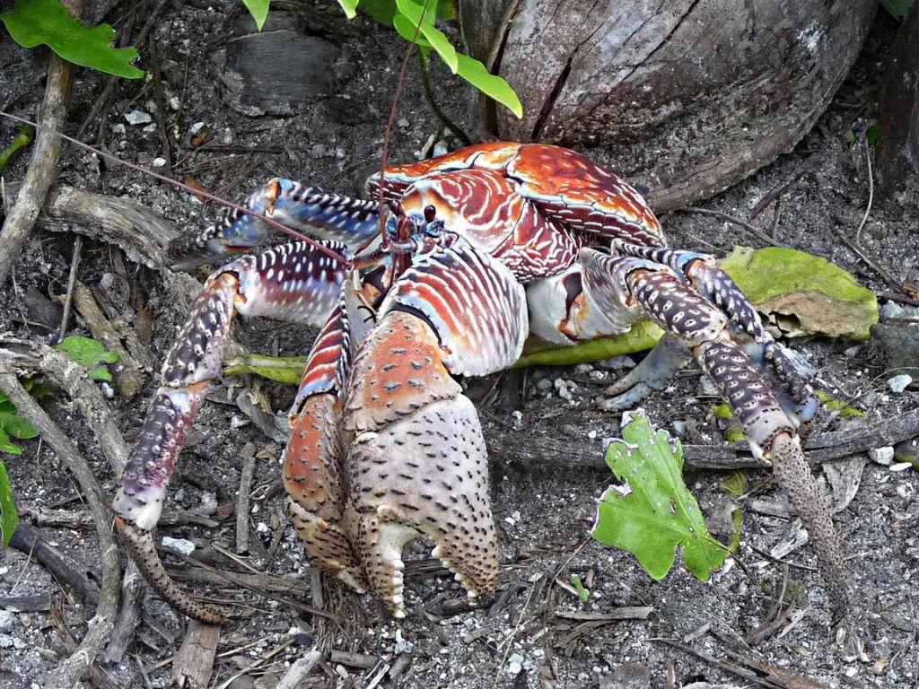 Giant Coconut Crab of Raja Ampat