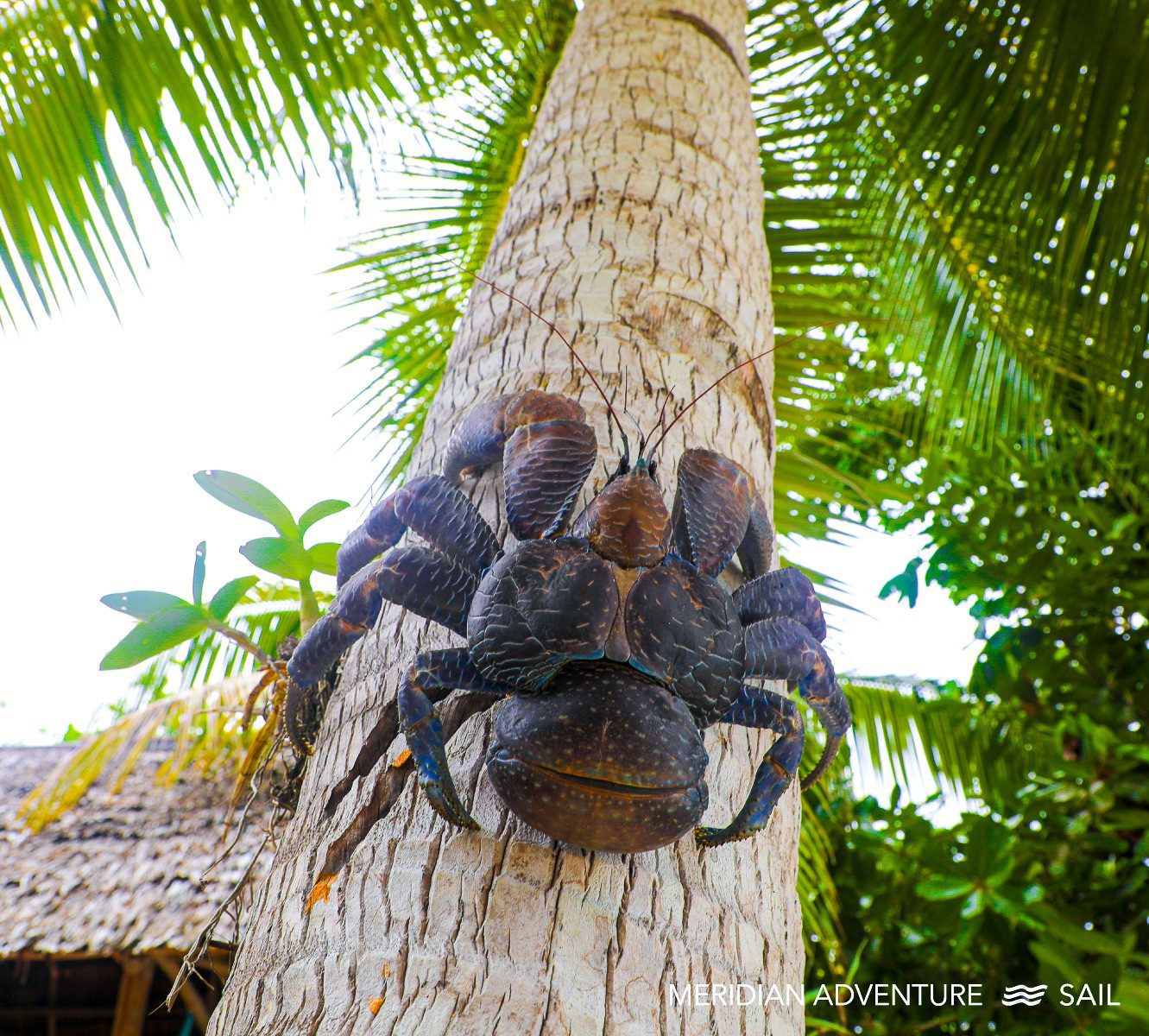 Giant Coconut Crab of Raja Ampat