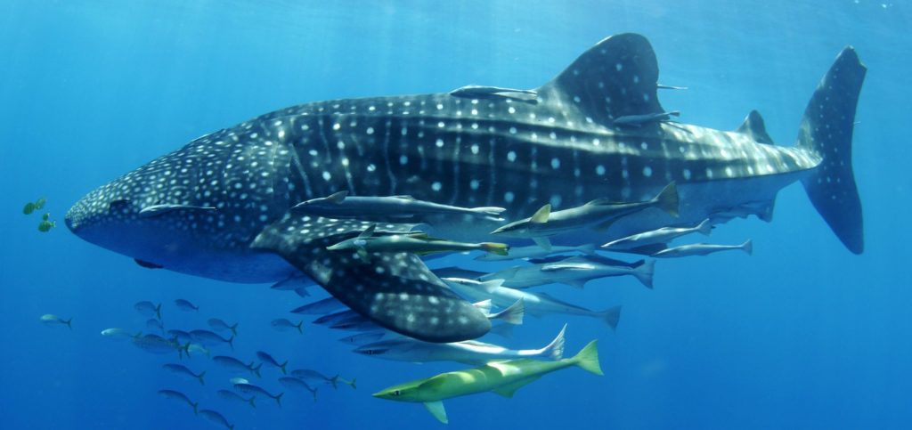 Madagascar Whaleshark Project Unveils New Scheme - Scuba Diver Mag