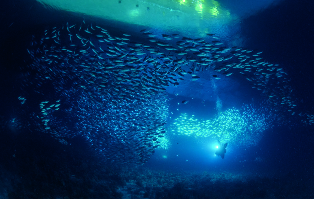 Back To School Of Fish 2 Photographs by Mario Vitalini