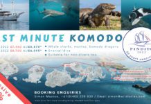 Last Minute Komodo with Pindito Liveaboard