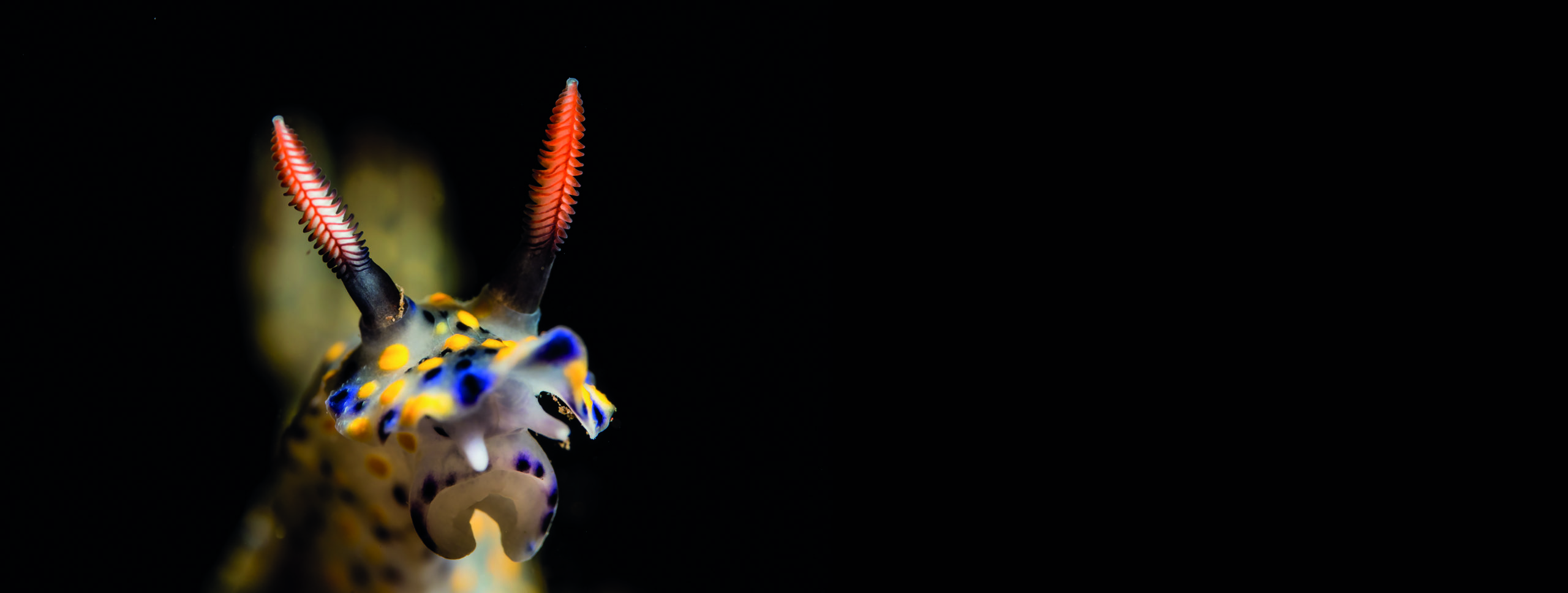 LembehSnooted Nudibranch
