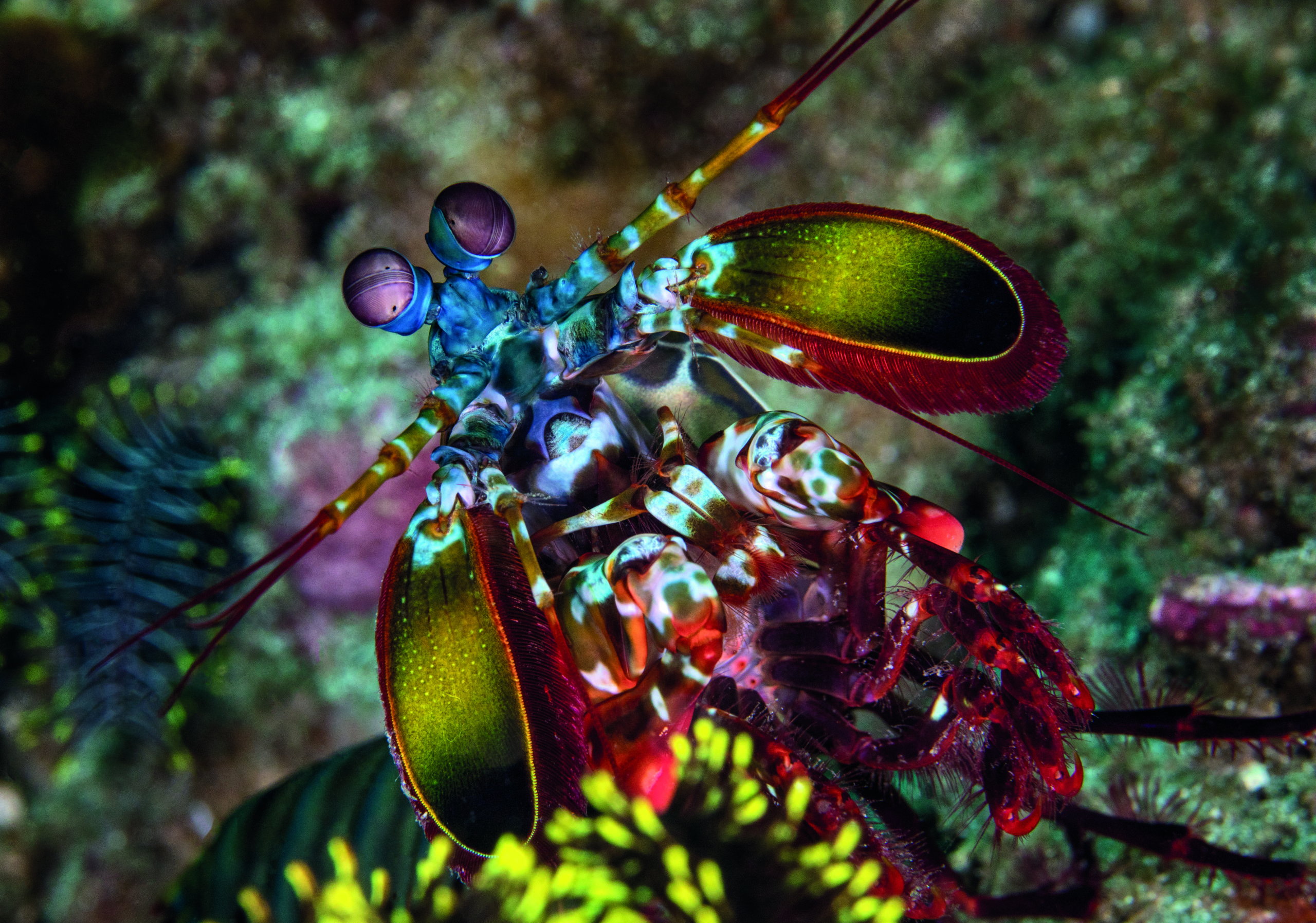 peacock mantis shrimps