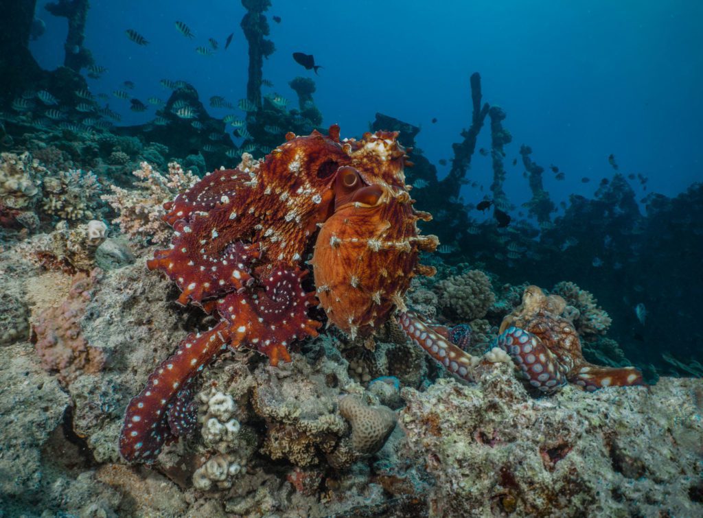 The Barge Dive Site In The Northern Red Sea 6 Octopus Pair Barge