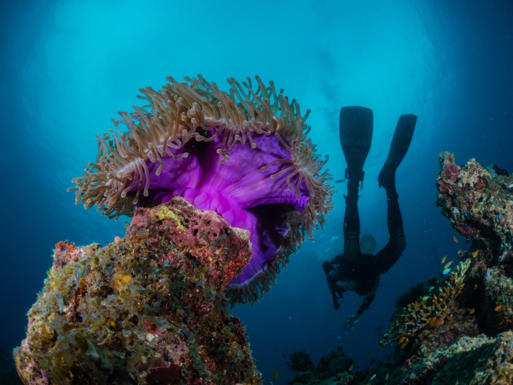 Purple Anemone Diver