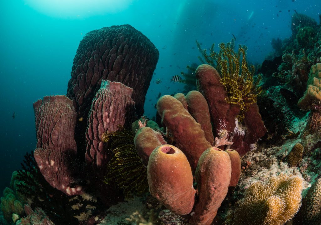 Reef Scene Barrel Sponge