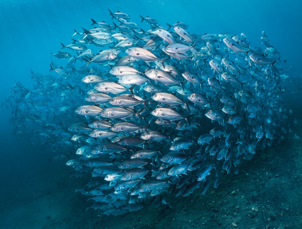 fish shoals