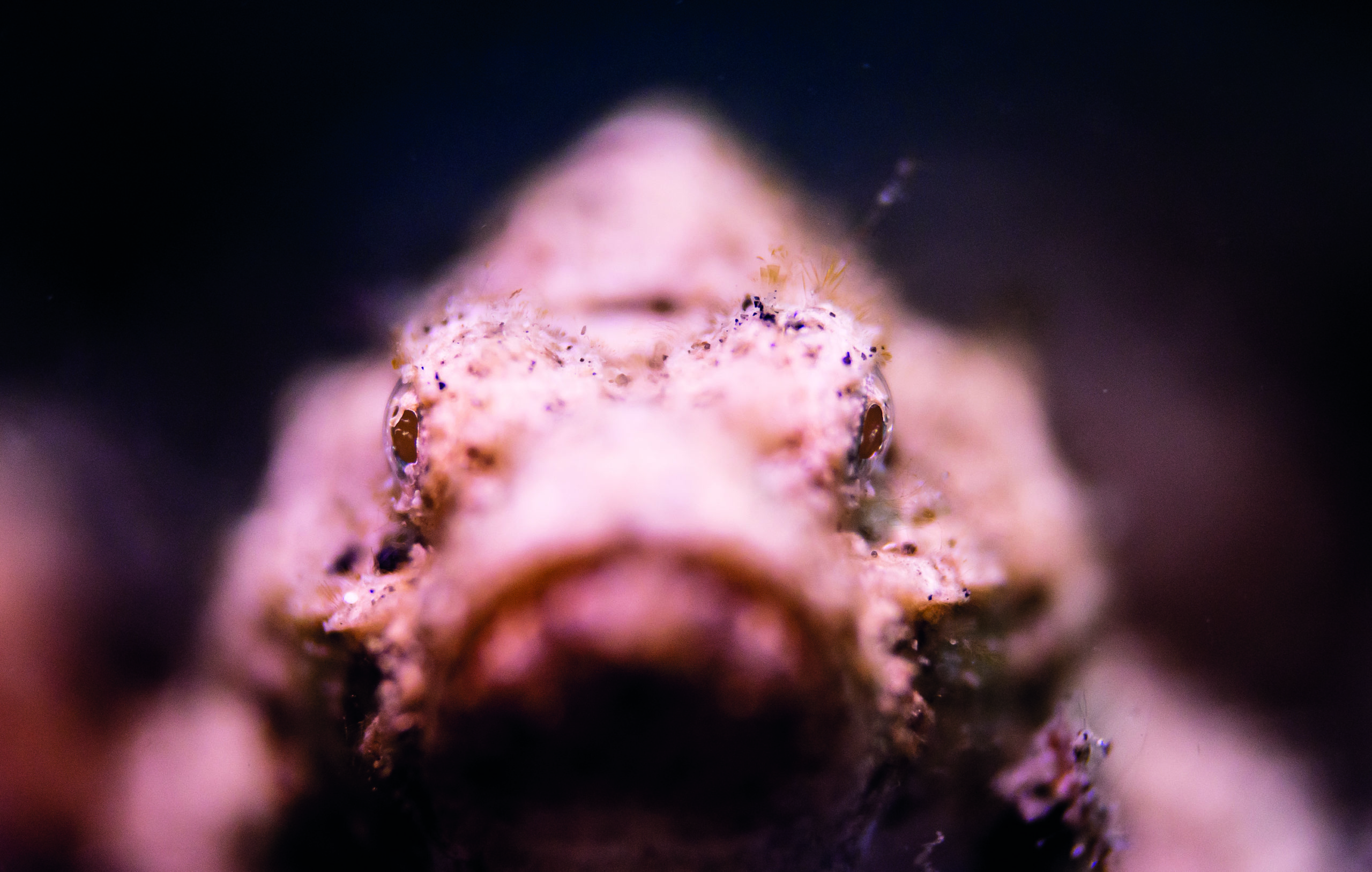 Shallow Depth Of Field Scorpion Fish