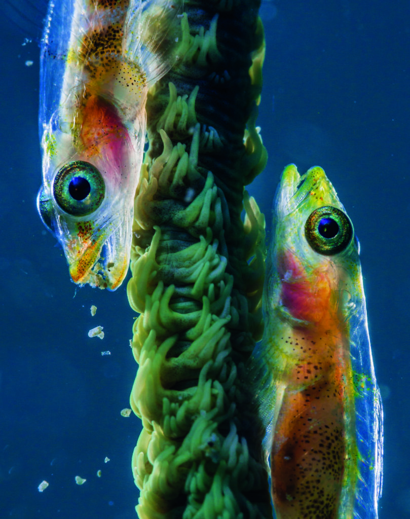 Tips For Underwater Composition And Framing 2 Whip Goby Pair - This pair of whip gobies lent themselves to framing in the vertical, as if I’d been lazy, shot horizontal and cropped, it would have been a waste of pixels and reduced quality