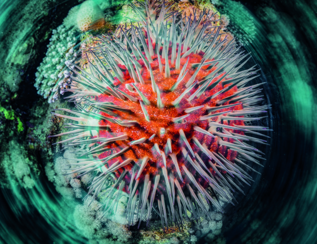 Tips For Underwater Composition And Framing 9 A crown of thorn starfish twirl