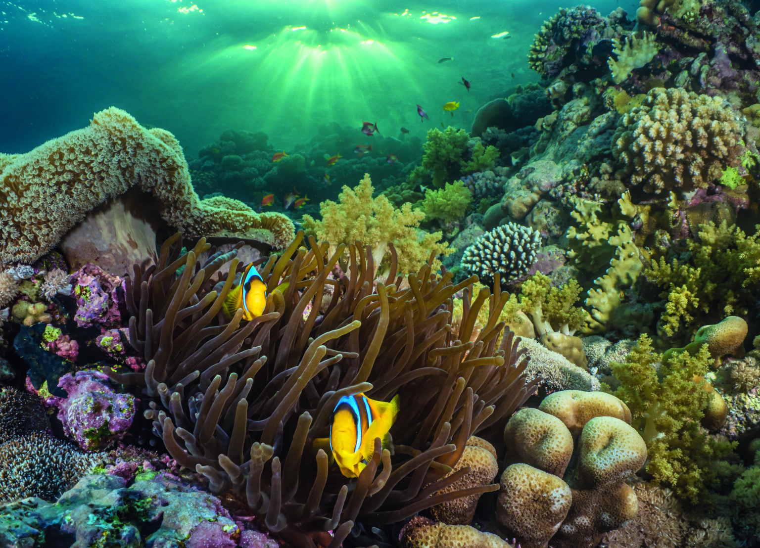 Clownfish and anemone on the top of Thomas Reef near Tiran Island, Red Sea. A late-afternoon dive gave me the opportunity to photograph it with the characteristic dappled light sunbeams in the background