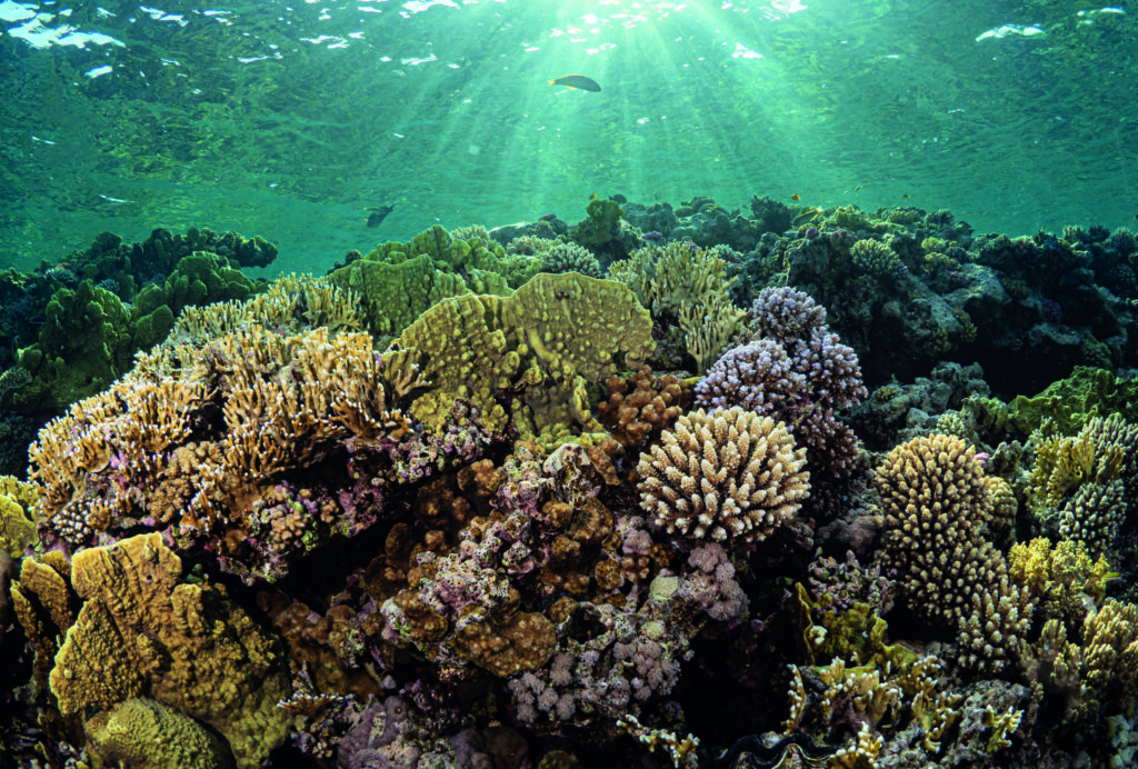 Sunbeams At Sunset Photographs 3 orals in the shallow reefs are ideal for dappled light