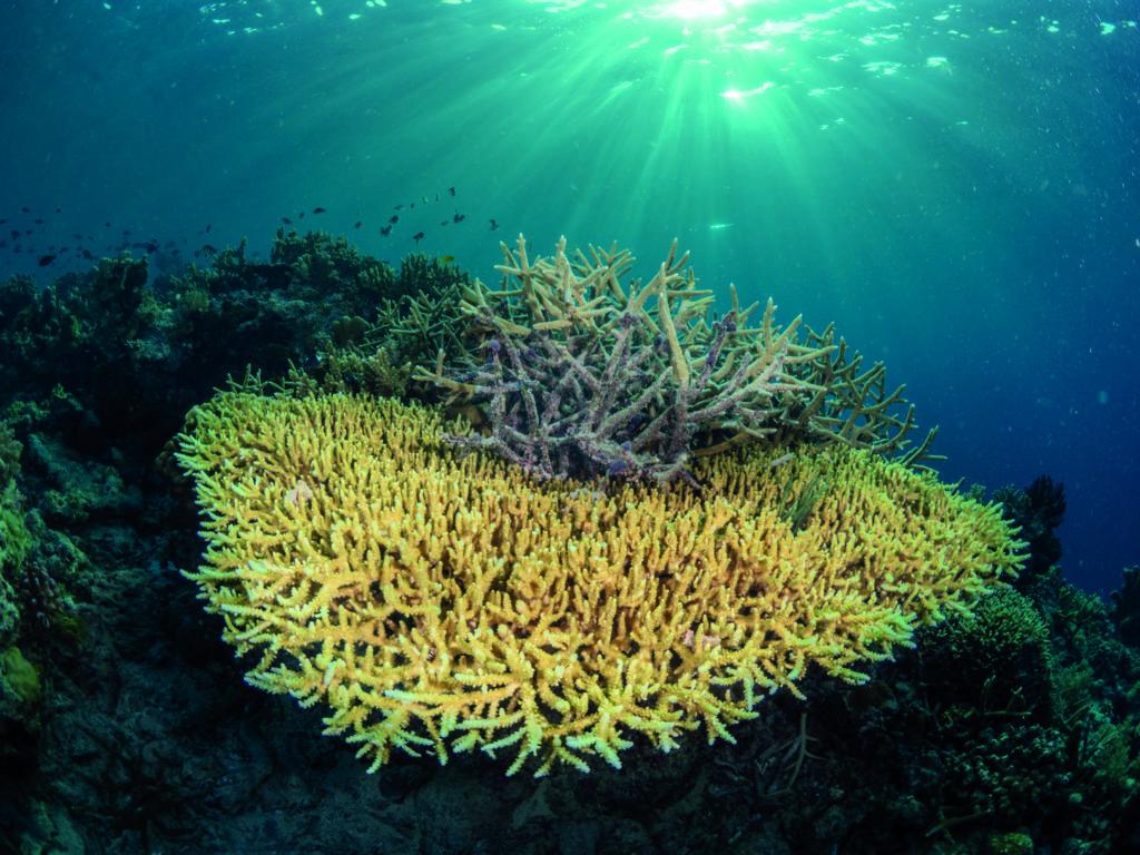 A table and staghorn coral in the shallows of Indonesian Kalimantan