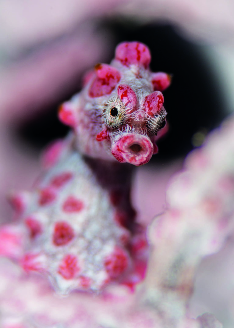 a pygmy seahorse