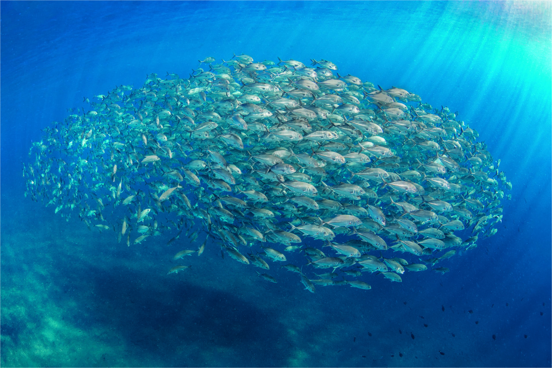 Breaking the adage of getting close – get back to capture entire shoal