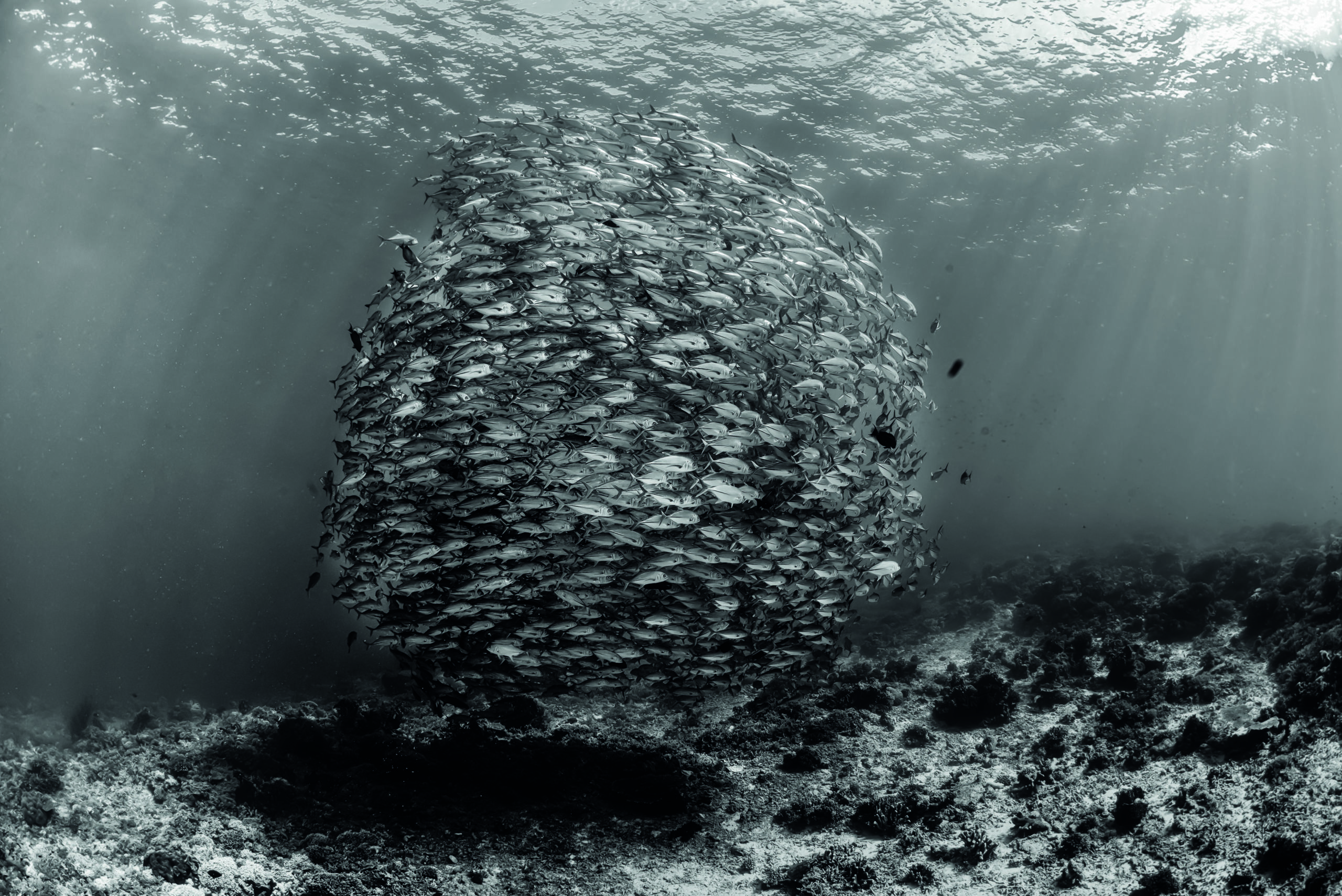 Tips On How To Get The Best Pictures Of Fish Shoals 1 Ambient light is liberating as you can take the strobes off.