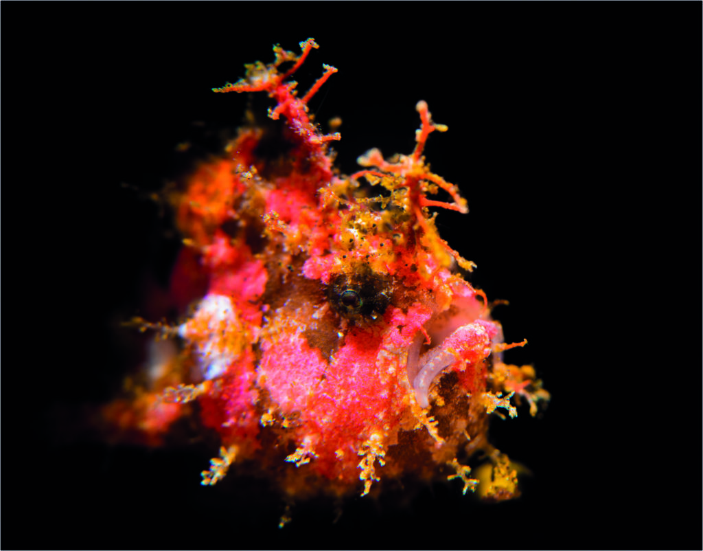 Same Rosie Frogfish Snoot lit giving the image impact.