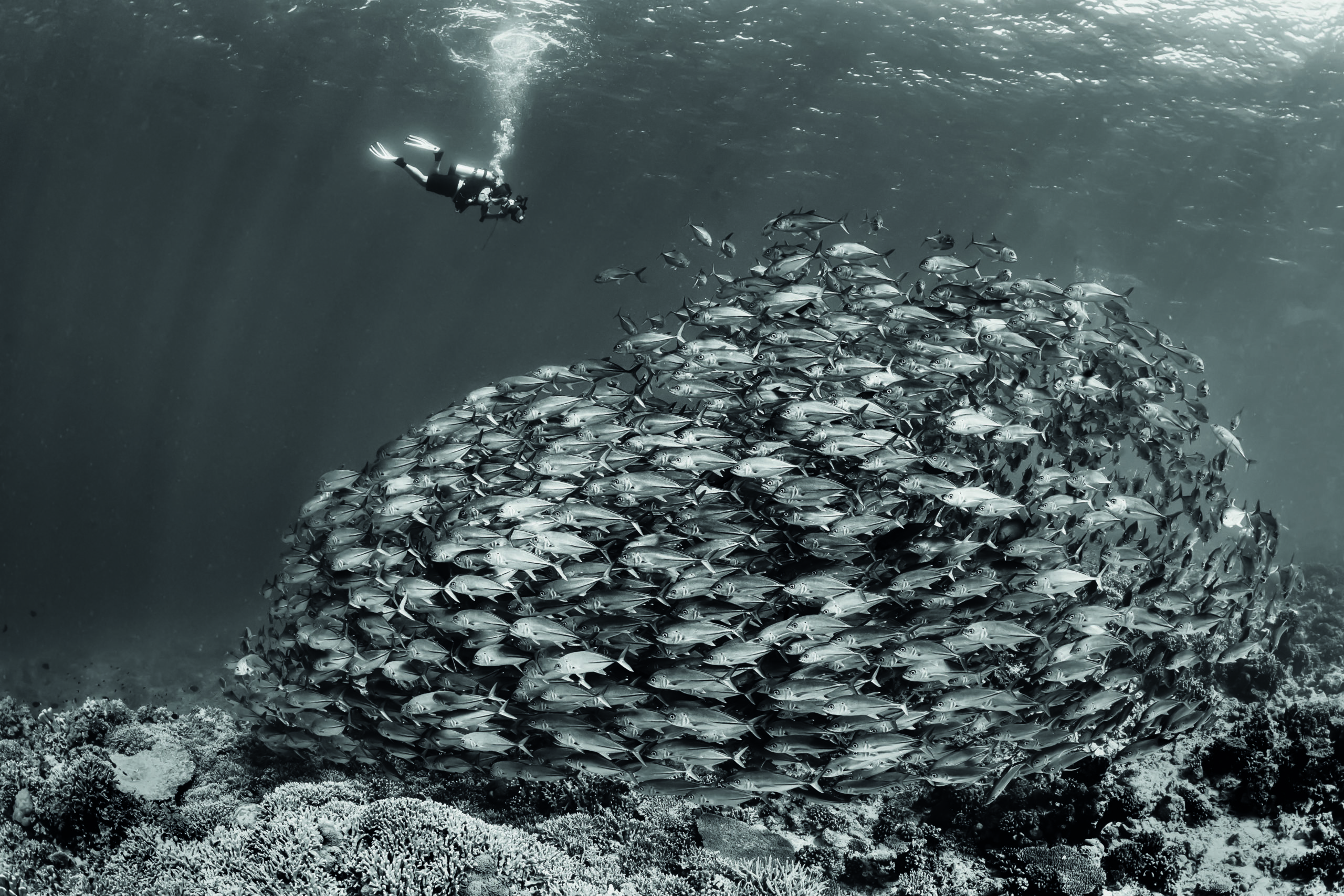 Tips On How To Get The Best Pictures Of Fish Shoals 5 Divers add perspective and processing in Black and White can be very effective