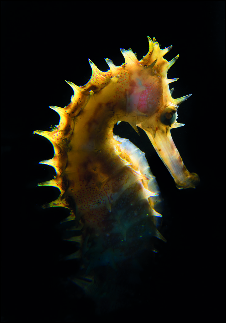 Back lit Seahorse hiding messy background
