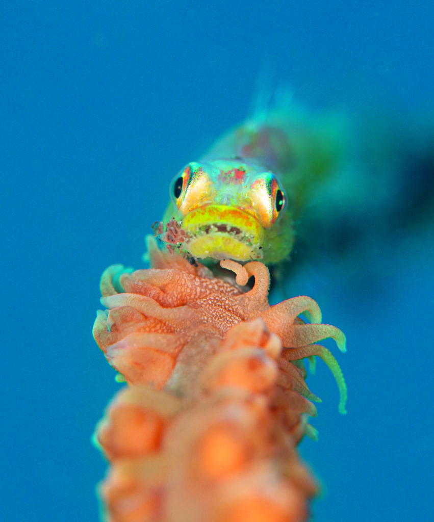 Whip coral goby taken with SMC1 Magnifier and showing very narrow depth of field behind and in front of the subject