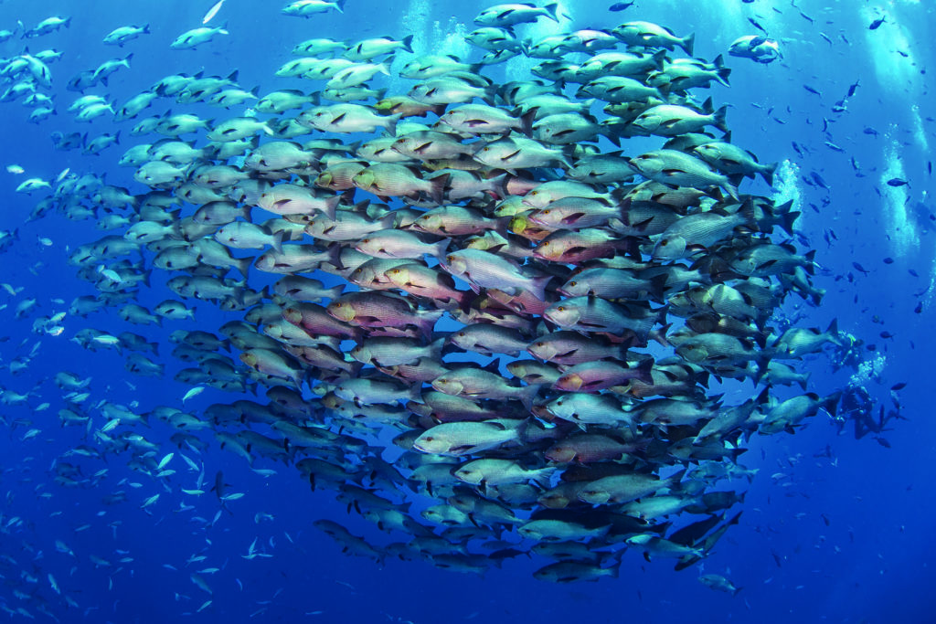 Difference Between Great Dive Site or Destination and The Perfect Photo Location 3 photo destination