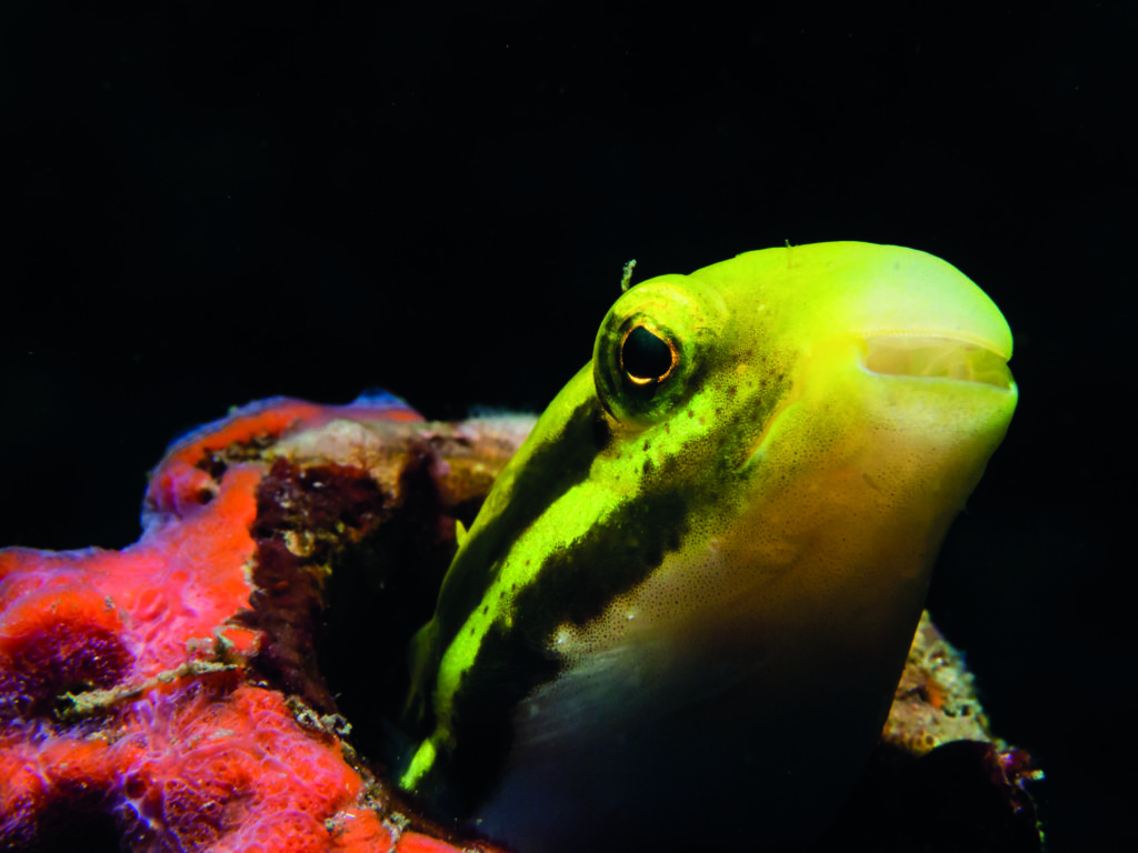 Blenny taken in Indonesia using manual shutter speed and aperture settings for a black background