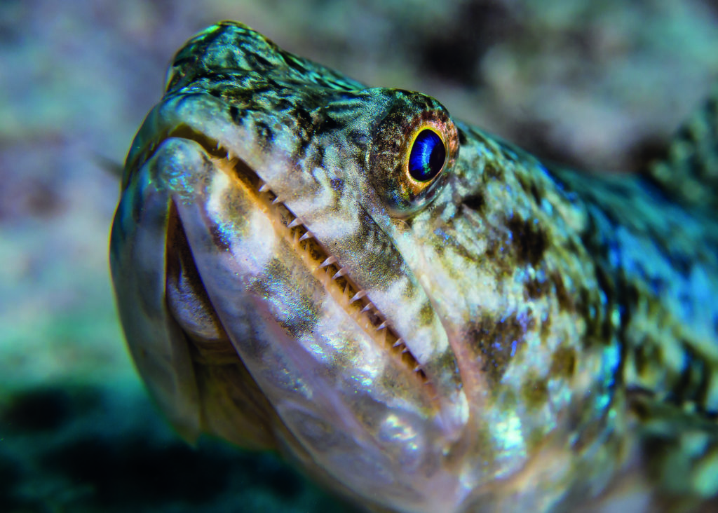 Lizardfish taken in Egypt, using manual aperture settings allows the background to blur making the subject stand out