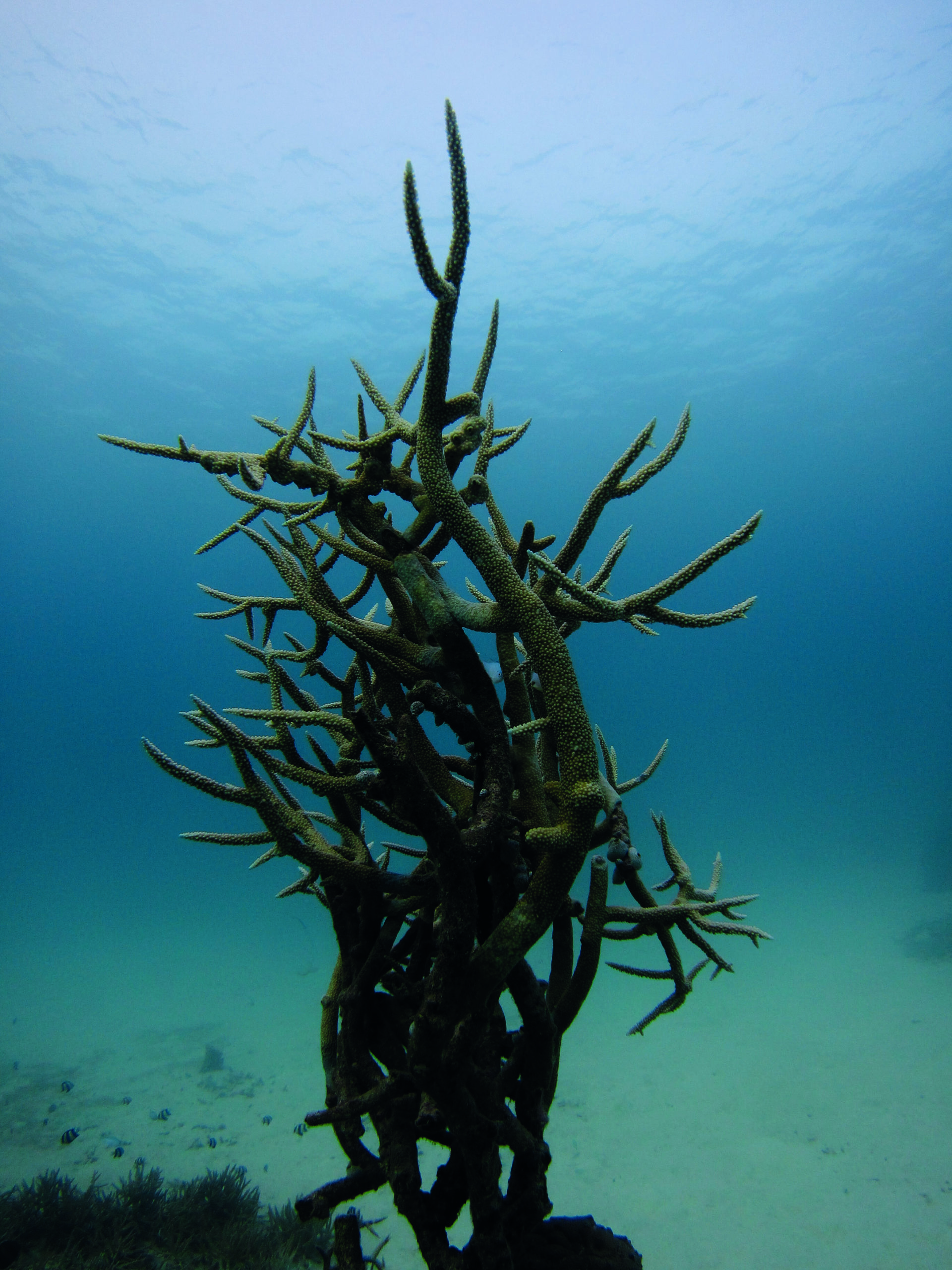 This image by Anne of a staghorn coral was her first success in a competition. She won a camera.