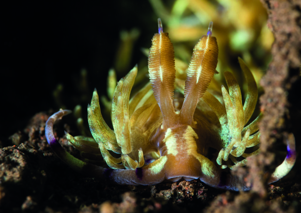How To Get To Know Your Underwater Subject 7 Photographs by Phil Metcalf