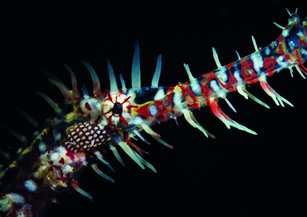 How To Get To Know Your Underwater Subject 9 Photographs by Phil Metcalf