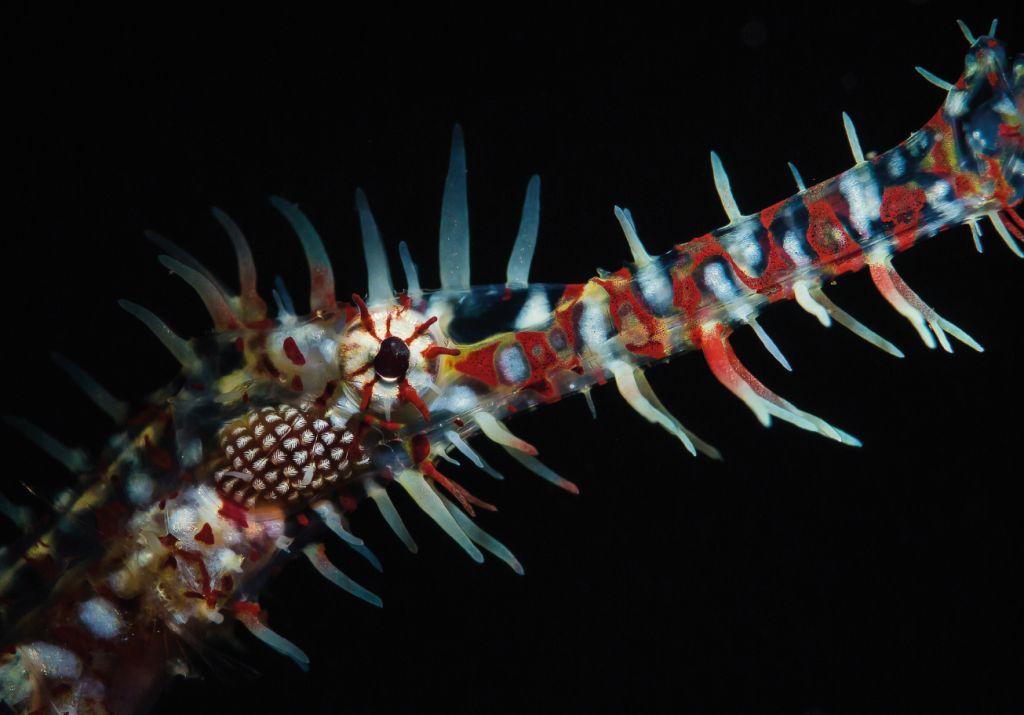 Ornate Ghost Pipefish taken using a snoot