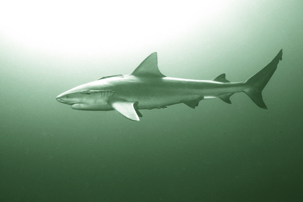 Bull Shark, Mozambique