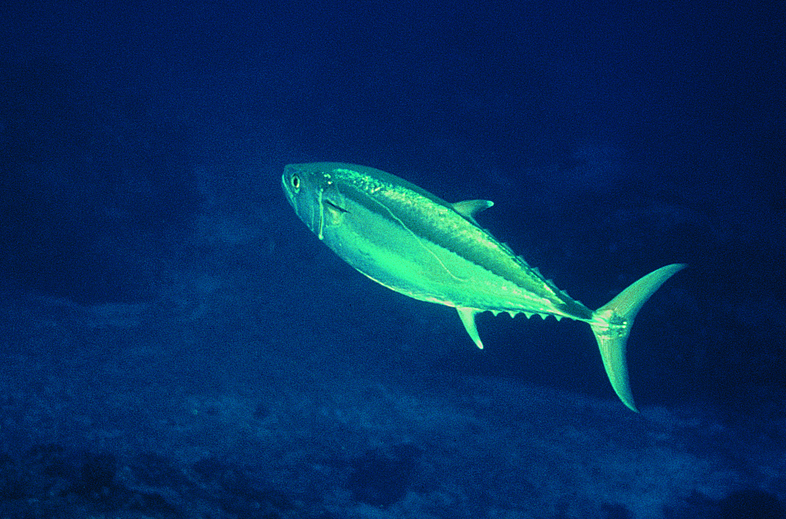Dogtooth Tuna, Indian Ocean