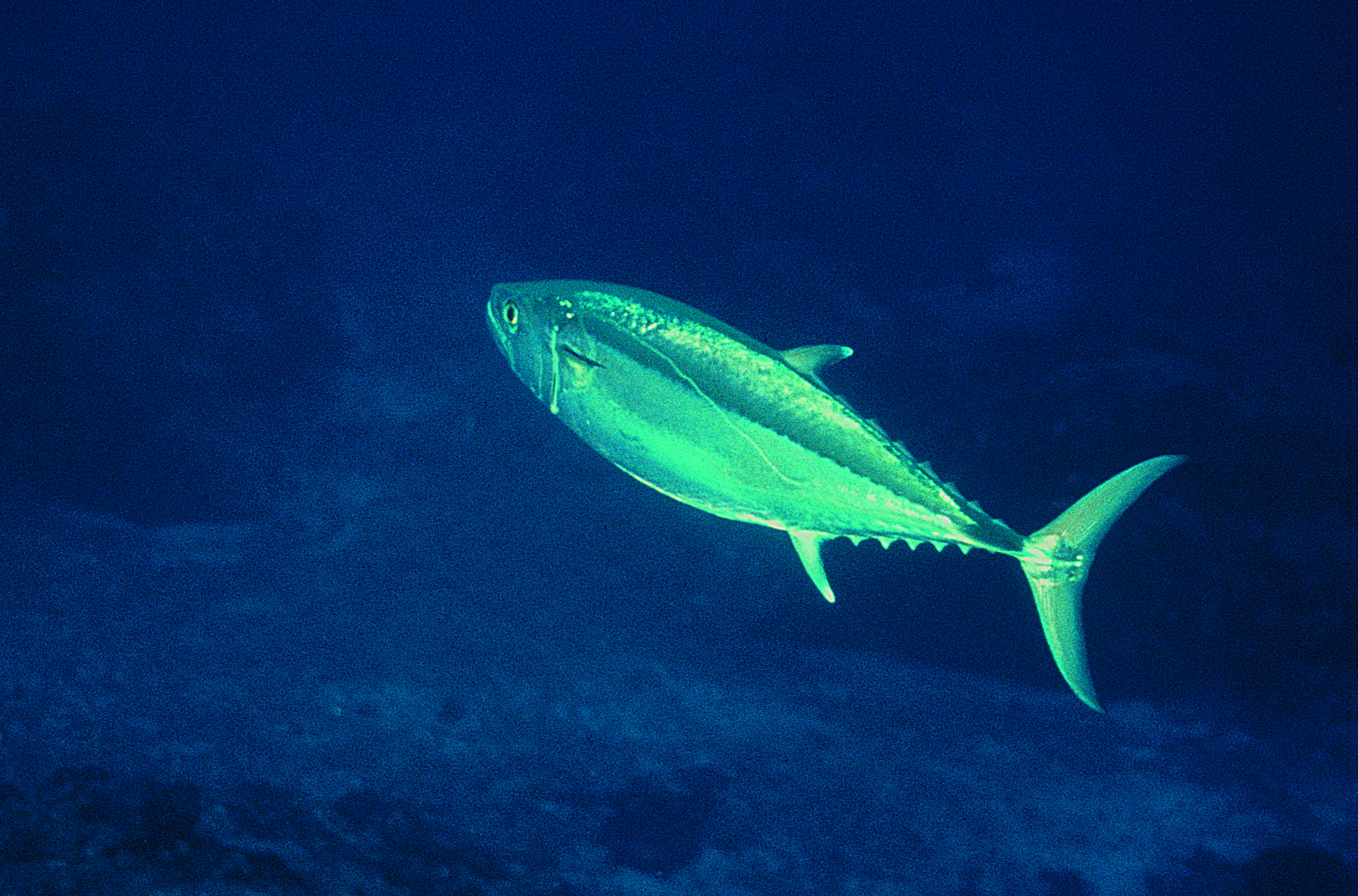 Finding The Wild In Mozambique 1 Dogtooth Tuna, Indian Ocean