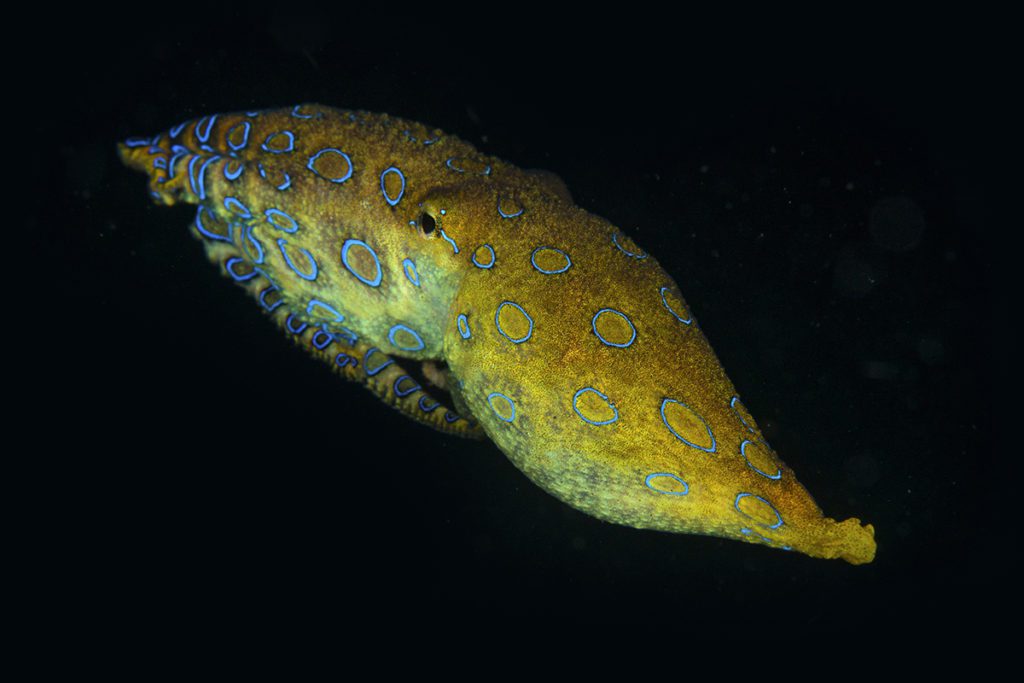 The octopus that gets a bad rap 1 octopus
