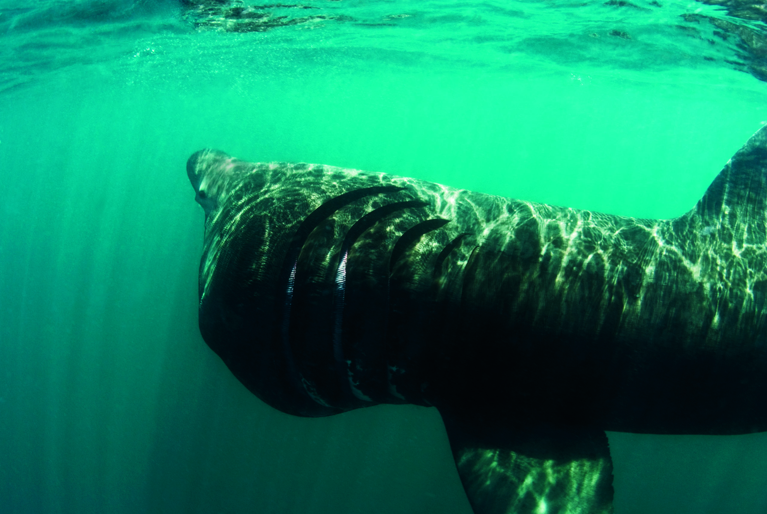 basking shark 2