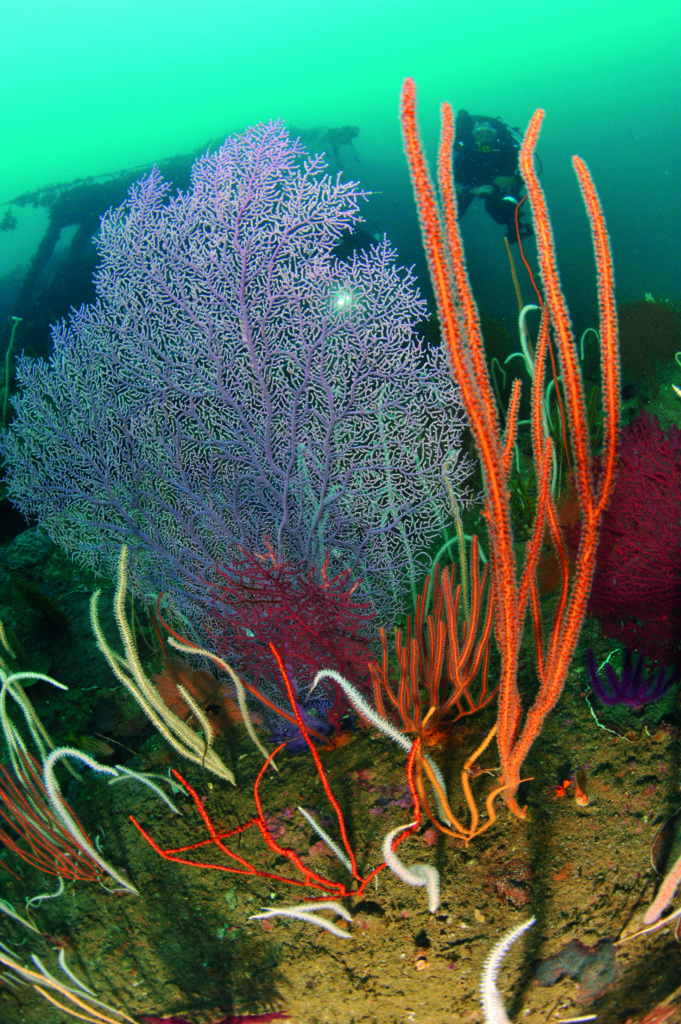 The wreck is covered in marine life