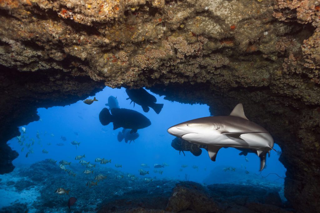 Atlantic reef shark swiming through the cave on Hole-in-the-Wall.