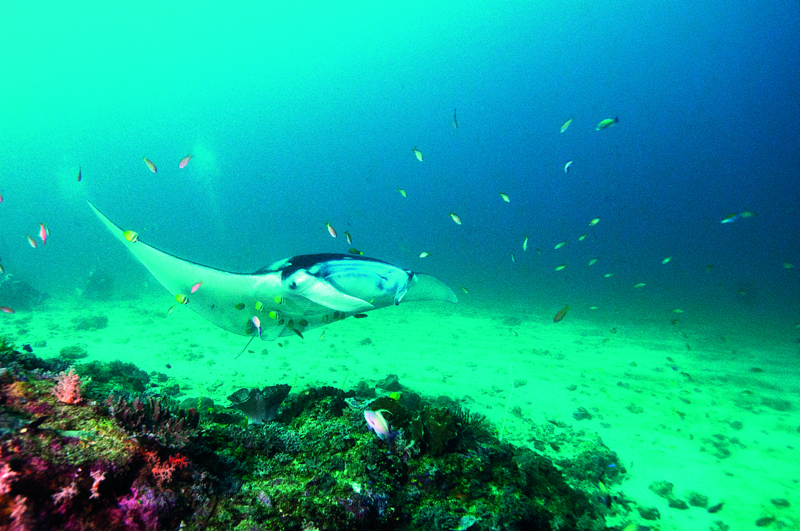 The Underwater Topography And Marine Life In The Komodo National Park 10 Indo Aug 2013 296 2 Manta Copyright Al Hornsby 2013 copy