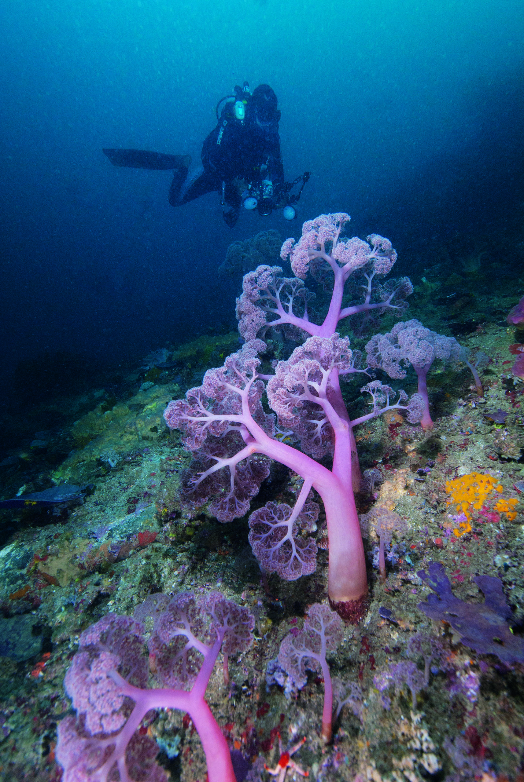 Indo Aug 2013 3732 Soft Coral Trees Copyright Al Hornsby